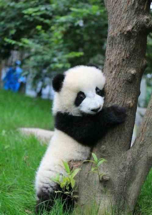 高端洪荒:食铁兽饲养员